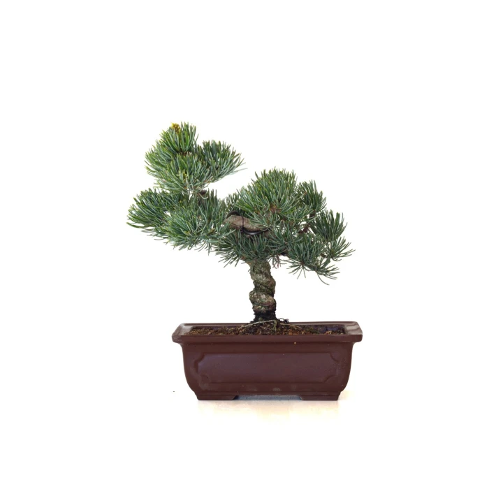 Achat Bonsai Pinus Pentaphylla, Pin blanc du Japon 23 cm PPJP260403MB