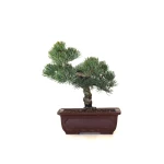 Achat Bonsai Pinus Pentaphylla, Pin blanc du Japon 23 cm PPJP260403MB
