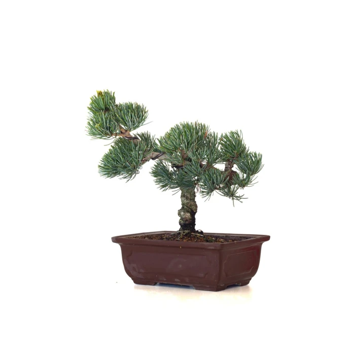 Magasin en ligne Bonsai Pinus Pentaphylla, Pin blanc du Japon 23 cm PPJP260403MB