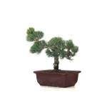 Magasin en ligne Bonsai Pinus Pentaphylla, Pin blanc du Japon 23 cm PPJP260403MB