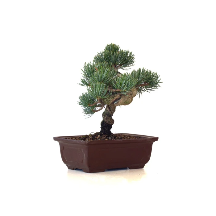 Acheter Bonsai Pinus Pentaphylla, Pin blanc du Japon 23 cm PPJP260403MB
