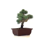 Acheter Bonsai Pinus Pentaphylla, Pin blanc du Japon 23 cm PPJP260403MB
