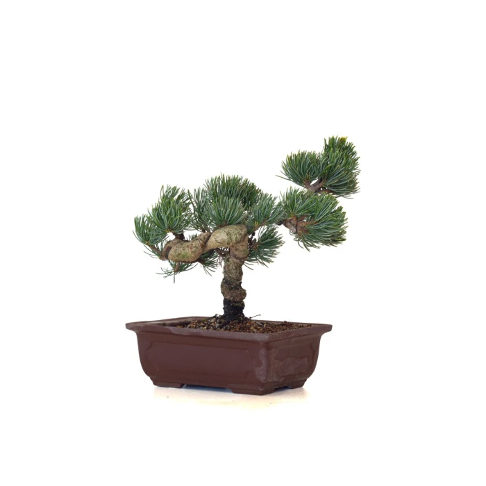Acheter Bonsai Pinus Pentaphylla Shohin, Pin blanc du Japon 23 cm PPJP260403MB