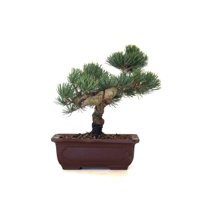 Boutique Bonsai Pinus Pentaphylla, Pin blanc du Japon 23 cm PPJP260403MB
