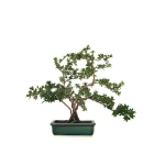 Vente de Bonsai Serissa Foetida indonesien Sankaly Bonsai