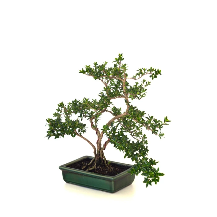 Achat Bonsai Serissa Foetida indonesien Sankaly Bonsai