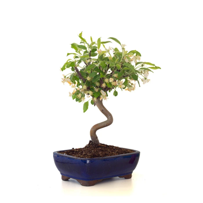 Achat Bonsai Malus Pommier Sankaly Bonsai