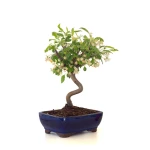 Achat Bonsai Malus Pommier Sankaly Bonsai
