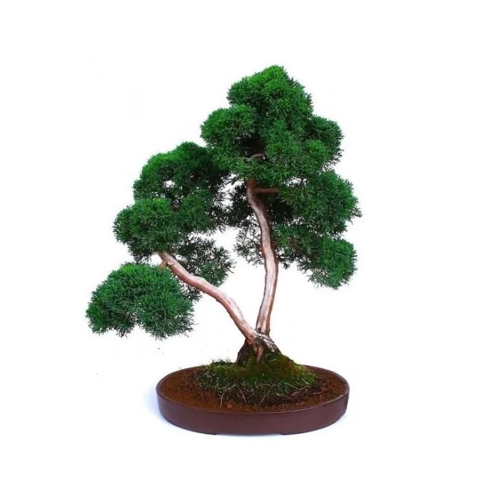 Vente de Bonsai Juniperus Chinensis Sokan Sankaly Bonsai