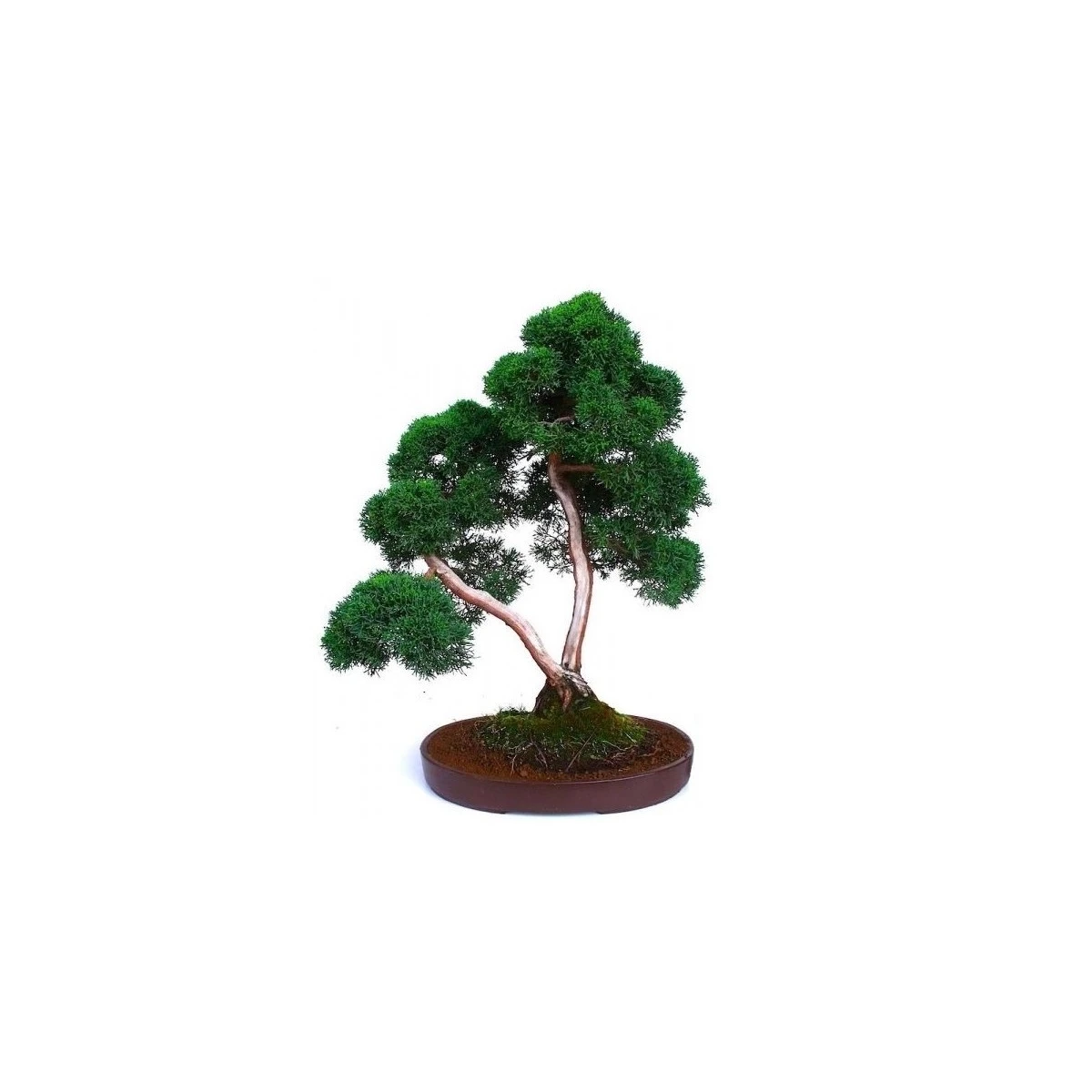 Vente de Bonsai Juniperus Chinensis Sokan Sankaly Bonsai