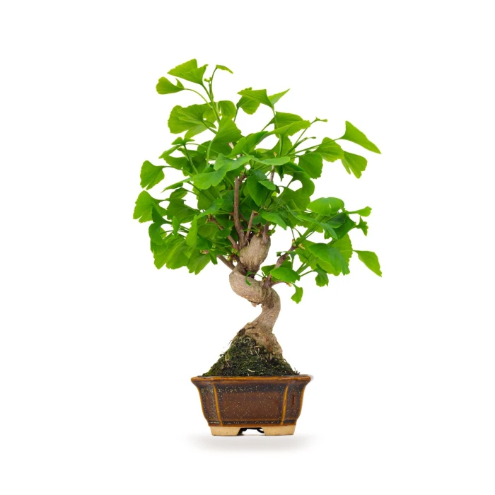 Achat Bonsai Ginkgo Biloba 42 cm Sankaly Bonsai