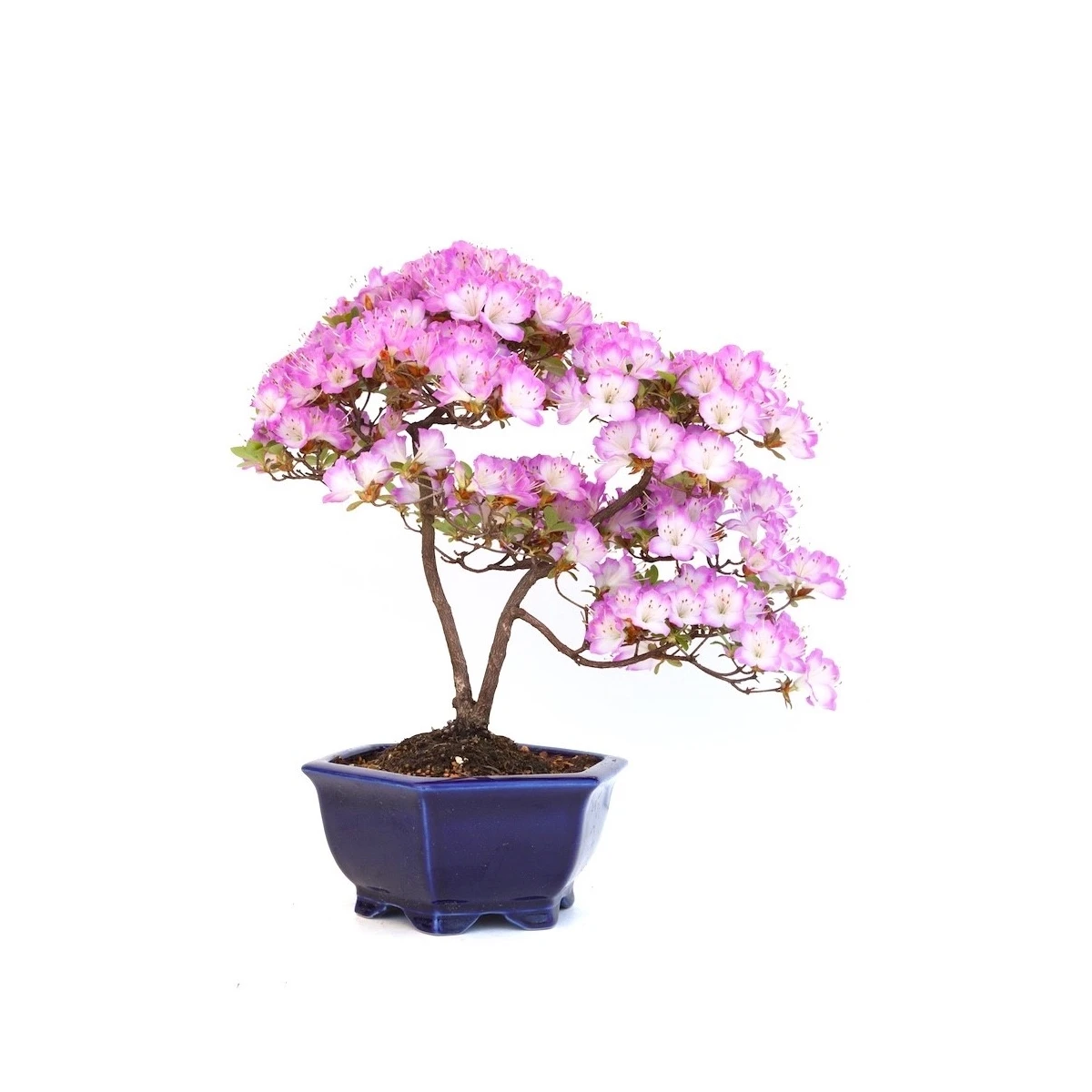 Achat Bonsai Azalée Satsuki 43 cm Sankaly Bonsai AZ260420HS
