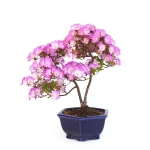 Acheter Bonsai Azalée Satsuki 43 cm Sankaly Bonsai AZ260420HS