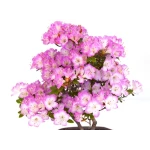 Booutique Bonsai Azalée Satsuki 43 cm Sankaly Bonsai AZ260420HS