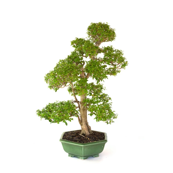 Achat Bonsai Ligustrum indonésien 78 cm Sankaly Bonsai LIGIND260420HS