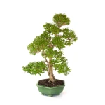 Achat Bonsai Ligustrum indonésien 78 cm Sankaly Bonsai LIGIND260420HS