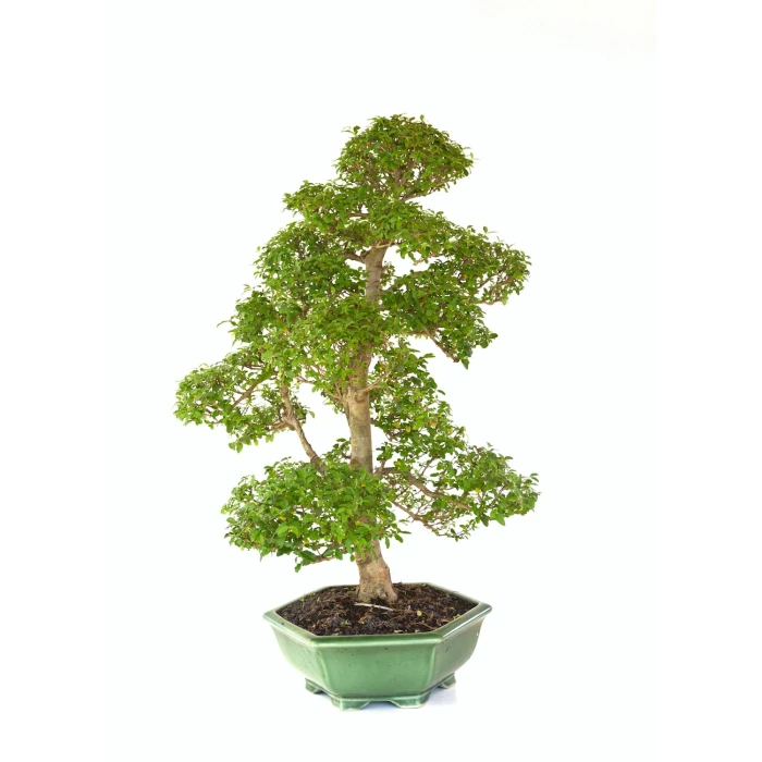 Acheter Bonsai Ligustrum indonésien 78 cm Sankaly Bonsai LIGIND260420HS