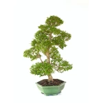 Acheter Bonsai Ligustrum indonésien 78 cm Sankaly Bonsai LIGIND260420HS