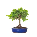 Vente de Bonsai Chène blanc Quercus Pubescens 40 cm Sankaly Bonsai