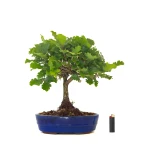 Achat Bonsai Chène blanc Quercus Pubescens 40 cm Sankaly Bonsai