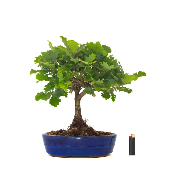 Achat Bonsai Chène blanc Quercus Pubescens 40 cm Sankaly Bonsai