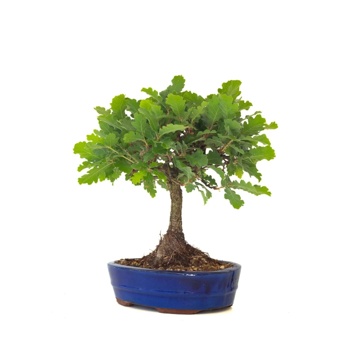 Acheter Bonsai Chène blanc Quercus Pubescens 40 cm Sankaly Bonsai