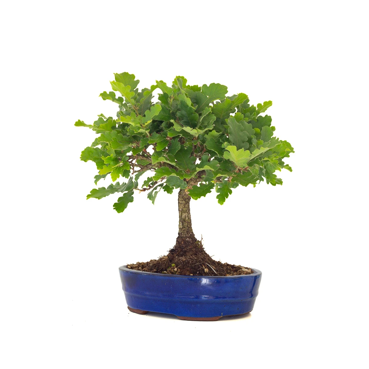 Site vente Bonsai Chène blanc Quercus Pubescens 40 cm Sankaly Bonsai