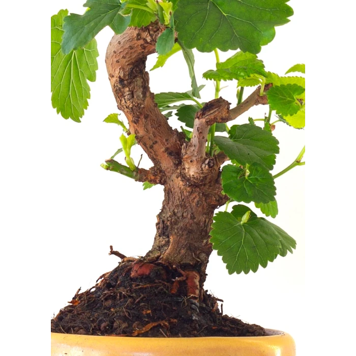 Vente de Bonsai Murier, Morus Shohin 20 cm, Sankaly Bonsai
