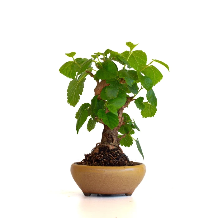Achat bonsai en ligne Murier, Morus Shohin 20 cm, Sankaly Bonsai