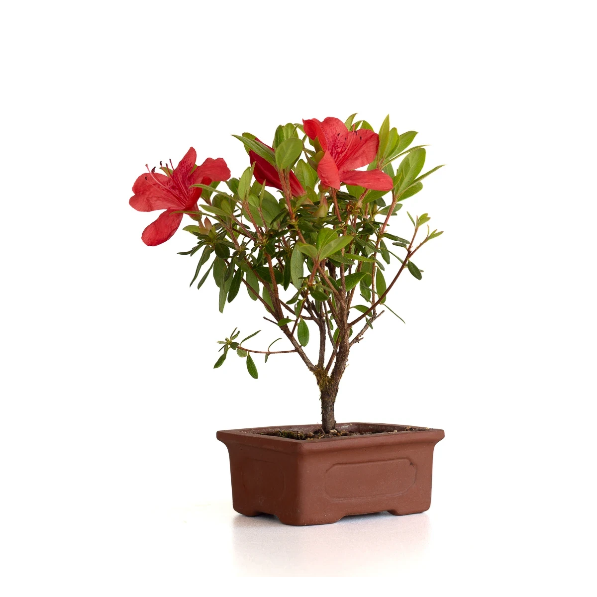Vente en ligne de Bonsai Azalée Indica 19 cm Sankaly Bonsai
