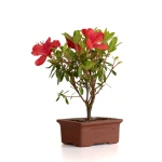 Vente en ligne de Bonsai Azalée Indica 19 cm Sankaly Bonsai