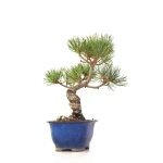 Achat Bonsai Pinus Pentaphylla, Pin blanc du Japon Shohin 25 cm PP260301MB