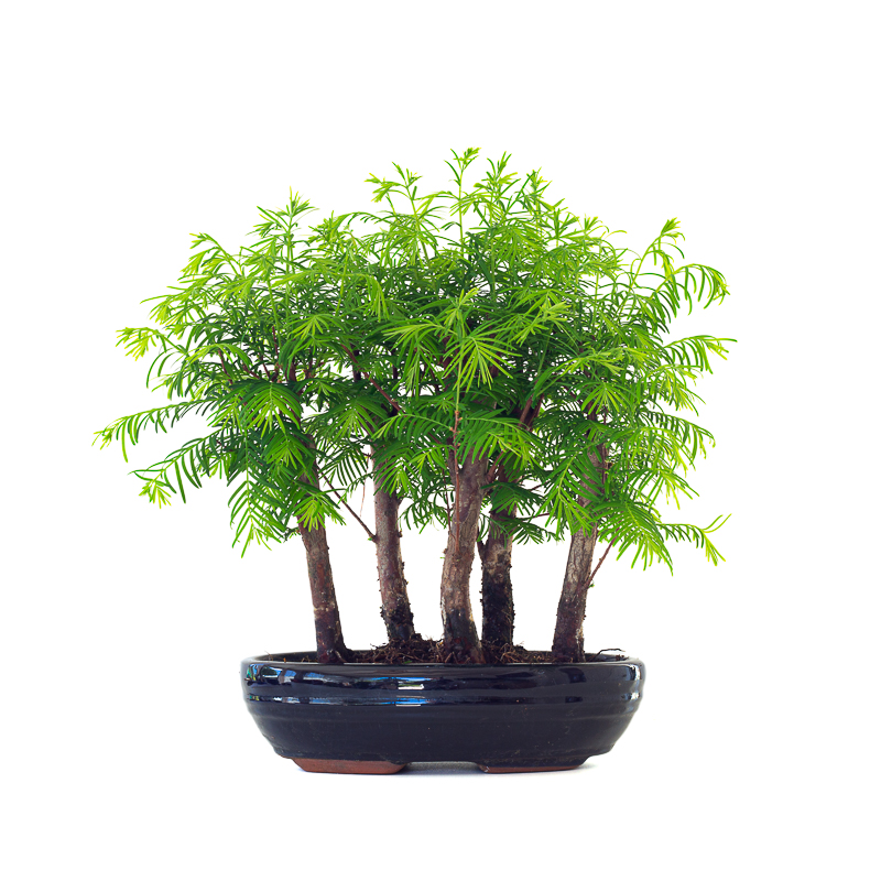 Bonsaï Metasequoia Sankaly Bonsai