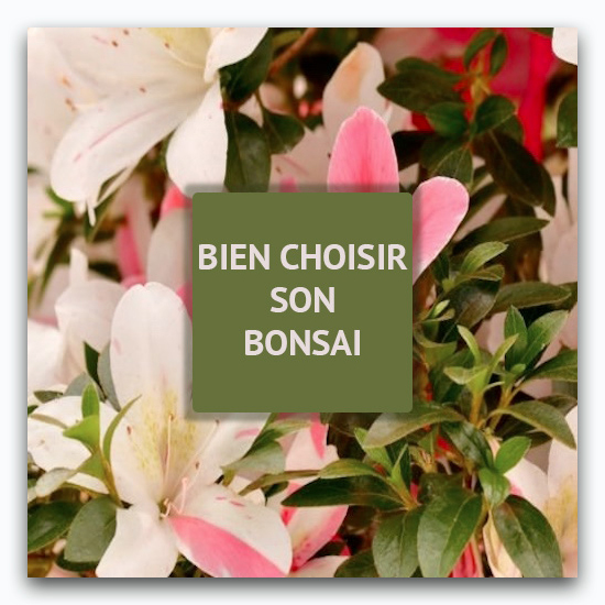 Choisir son Bonsaï