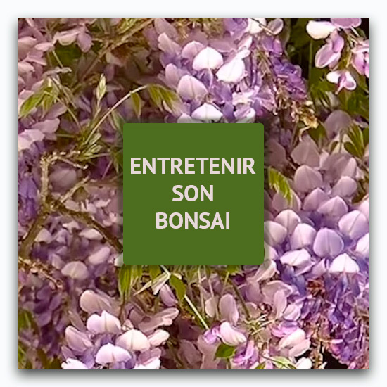 Entretenir son Bonsaï