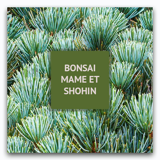Bonsaï shohin