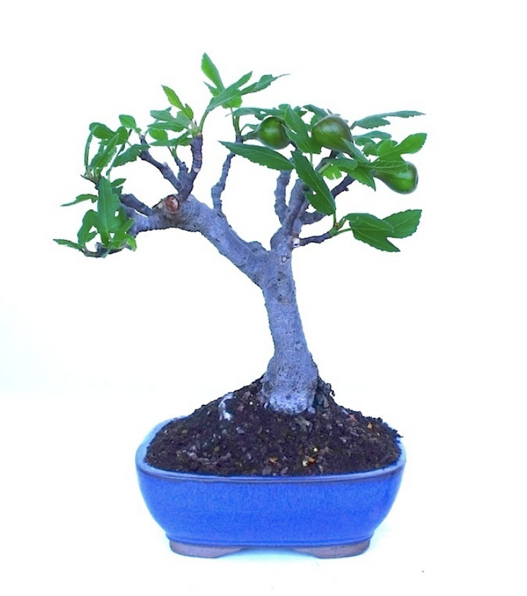 Bonsaï Ficus carica figuier