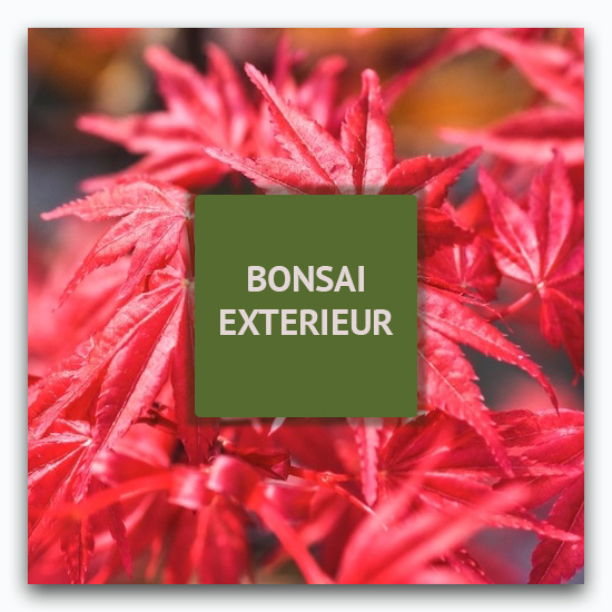 Bonsaï extérieur