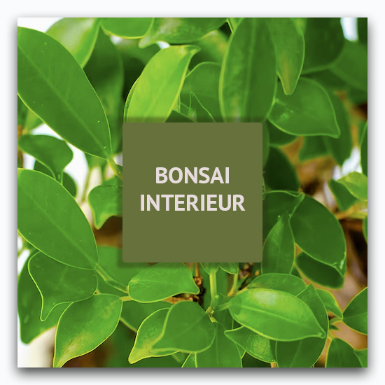 Bonsaï intérieur